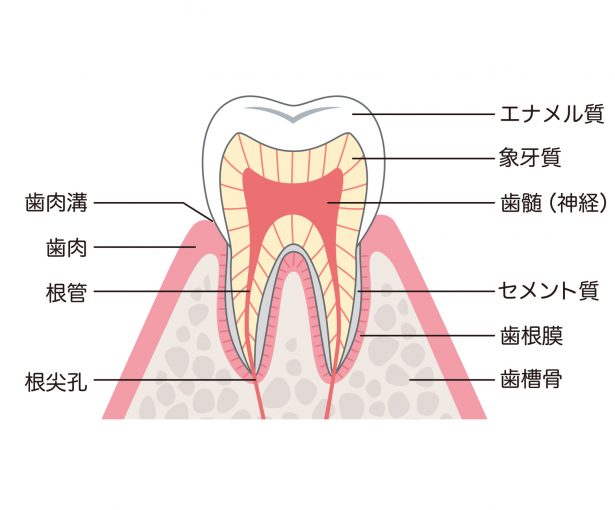 歯の構造　断面図