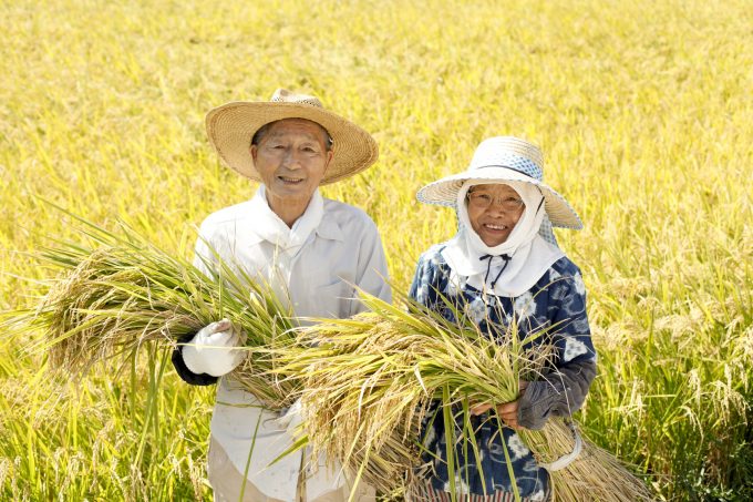 稲刈りをする日本人老夫婦